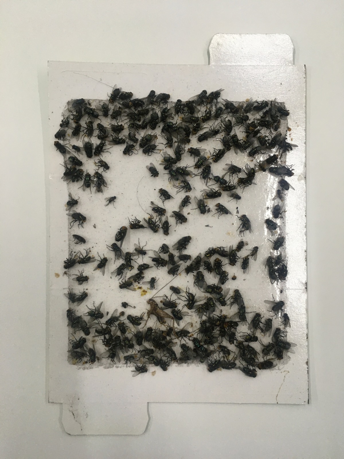 Monitoreo de moscas en trampa pegajosa